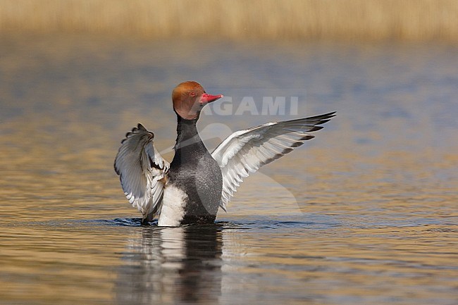 Red-crested Pochard, Krooneend, Netta rufina stock-image by Agami/Arie Ouwerkerk,