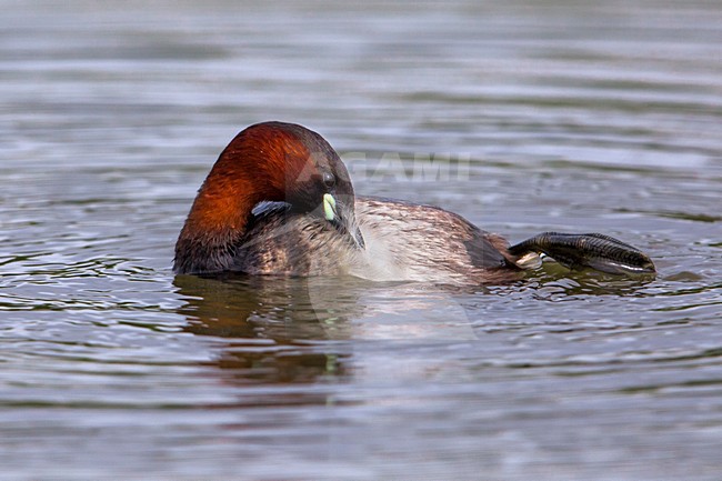 Dodaars poetsend; Little Grebe preening stock-image by Agami/Daniele Occhiato,
