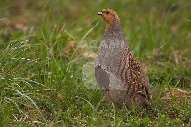 Grey Partridge male standing; Patrijs man staand stock-image by Agami/Harvey van Diek,