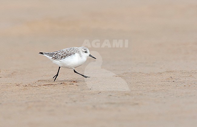 Sanderling (Calidris alba) running on the beach of Tarifa stock-image by Agami/Roy de Haas,