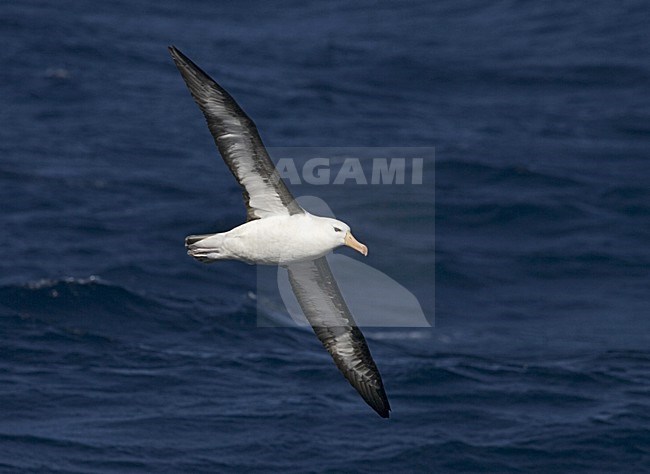 AdultBlack-browed Albatross flying above open ocean; Volwassen Wenkbrauwalbatros vliegend boven de oceaan stock-image by Agami/Marc Guyt,