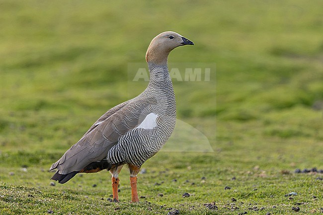 Ruddy-headed Goose, Chloephaga rubidiceps, standing on shore on southern Patagonia, Argentina. stock-image by Agami/Pete Morris,