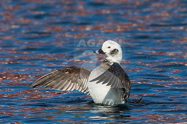 Vrouwtje IJseend, Long-tailed Duck female stock-image by Agami/Jari Peltomäki,