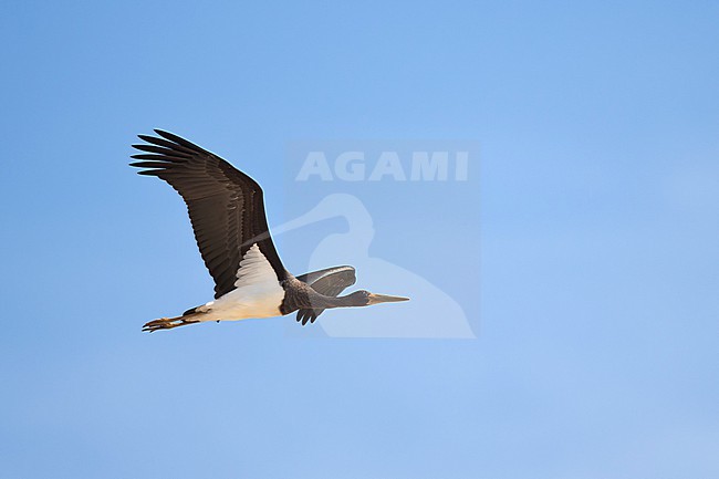 1st calendar year or juvenile Black Stork (Ciconia nigra) in fllight from side, found in Saxony in Germany stock-image by Agami/Mathias Putze,