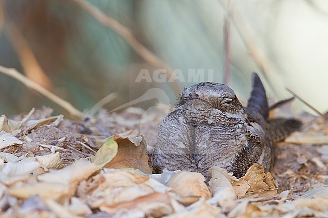 European Nightjar - Ziegenmelker - Caprimulgus europaeus, Oman, adult stock-image by Agami/Ralph Martin,
