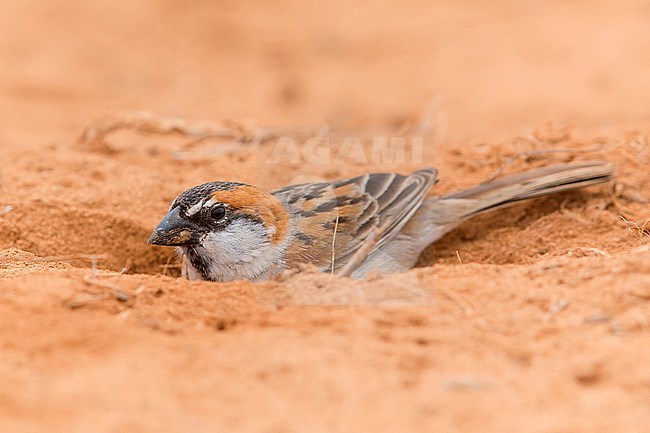 Iago Sparrow, Male, Boavista, Cape Verde (Passer iagoensis) stock-image by Agami/Saverio Gatto,