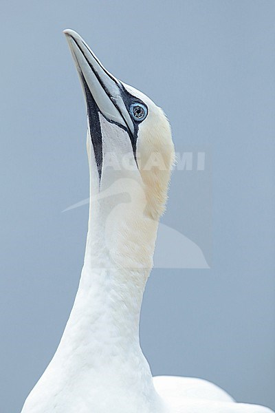 Portrait of an adult Northern Gannet (Morus bassanus) at Helgoland in Germany. Picture was made after the great Avian Influenza outbreak in 2022. The bird shows black spotted eyes probably indicating an infection with Avian Influenza / H5N1. stock-image by Agami/Mathias Putze,