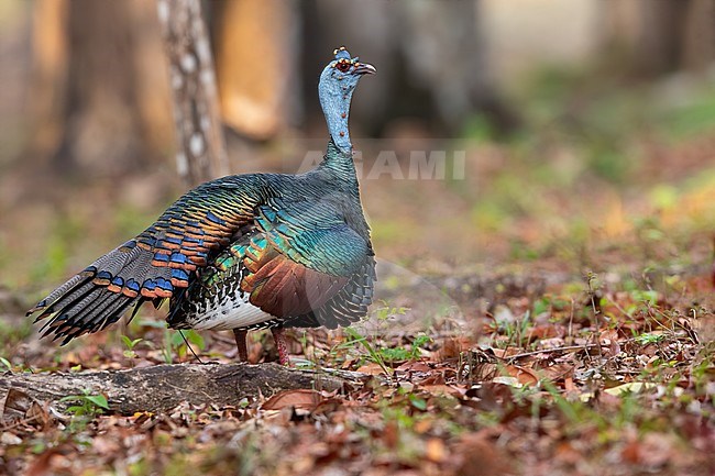 Stunning Ocellated Turkey (Meleagris ocellata) walking on the ground in a lowland rainforest in the Yucatán Peninsula near Tikal in Guatemala. stock-image by Agami/Dubi Shapiro,