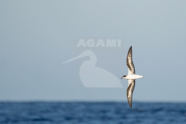 Zino's Petrel (Pterodroma madeira) at sea off Madeira, Portugal. stock-image by Agami/Pete Morris,