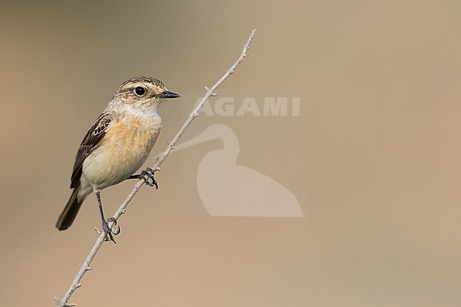 Siberian Stonechat, Saxicola maurus, Tajikistan, adult, female. stock-image by Agami/Ralph Martin,