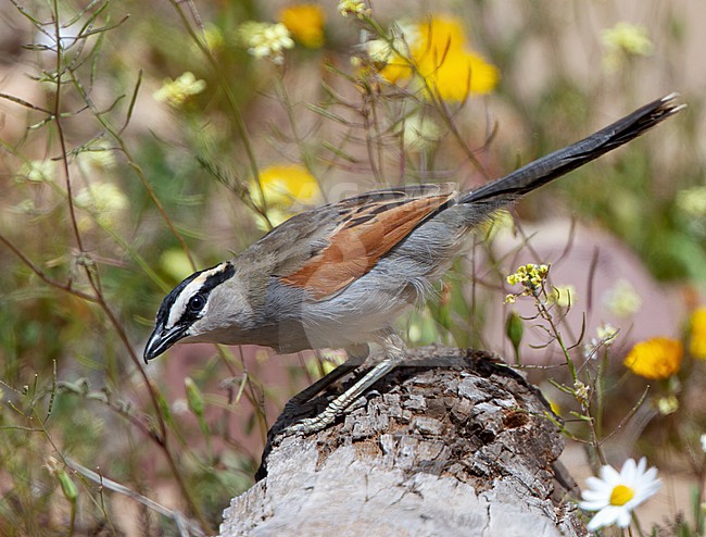 Black-crowned Tchagra (Tchagra senegalus) in Morocco. stock-image by Agami/Tomi Muukkonen,