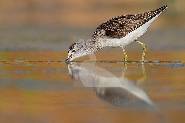 Greenshank (Tringa nebularia), , Campania, Italy stock-image by Agami/Saverio Gatto,