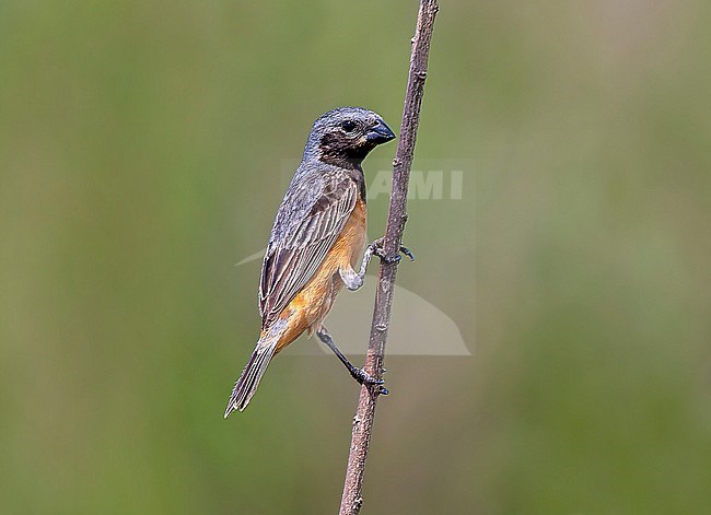 Dark-throated Seedeater, Sporophila ruficollis, male in Southern Cone grasslands stock-image by Agami/Andy & Gill Swash ,