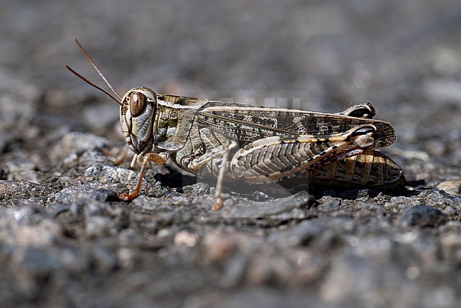 female italian locust (calliptamus italicus) found in Brandenburg in Eastern Germany stock-image by Agami/Mathias Putze,