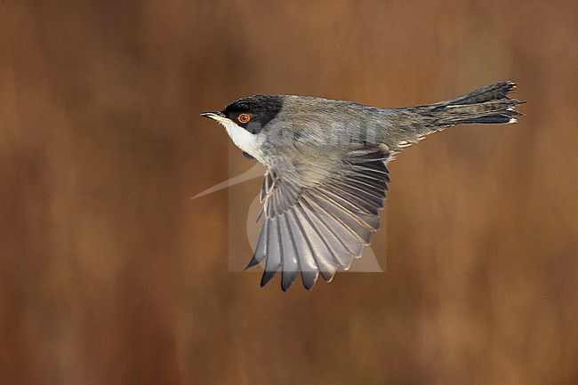 Male Sardinian Warbler (Sylvia melanocephala) in Italy. stock-image by Agami/Daniele Occhiato,