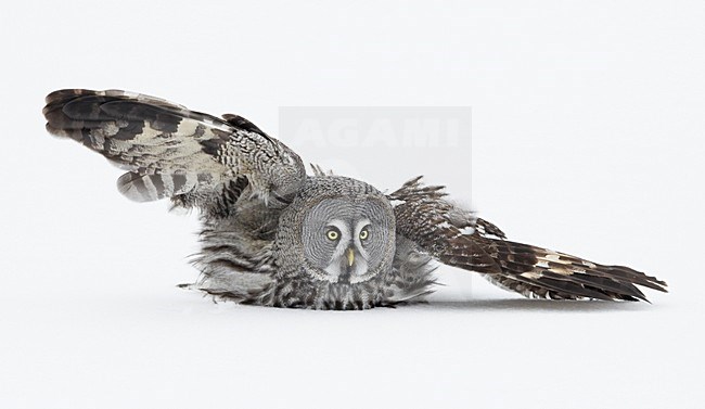 Laplanduil landend in sneeuw; Great Grey Owl landing in snow stock-image by Agami/Markus Varesvuo,