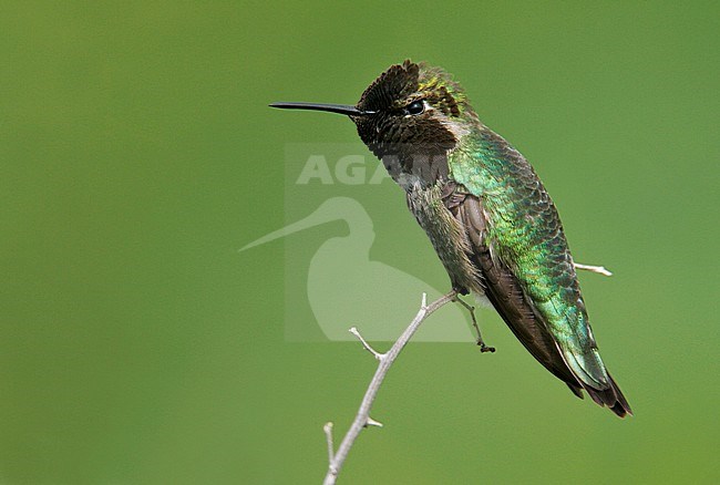 Adult male
Orange Co., CA
March 2005 stock-image by Agami/Brian E Small,