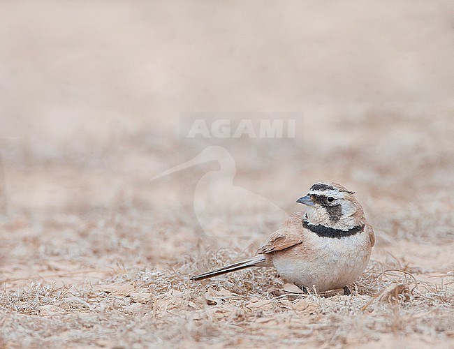 Temminck's Lark (Eremophila bilopha) in breeding habitat in Negev desert, Israel. stock-image by Agami/Marc Guyt,