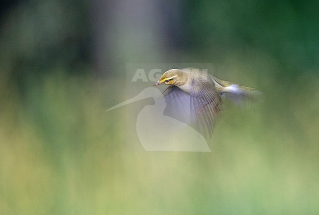 Adult Wood Warbler (Phylloscopus sibilatrix) hovering in a forest in Hungary. stock-image by Agami/Marc Guyt,