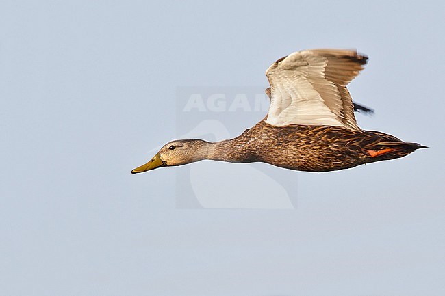 Adult male 
Galveston Co., TX
April 2011 stock-image by Agami/Brian E Small,