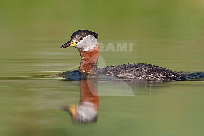 Red-necked Grebe (Podiceps grisegena) in a pond in British Columbia, Canada. stock-image by Agami/Glenn Bartley,