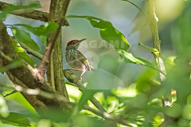 Grey-backed Tailorbird (Orthotomus derbianus) in the Philippines. Singing male. stock-image by Agami/Pete Morris,