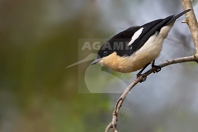 Southern Hyliota (Hyliota australis) perched on a branch in Angola. stock-image by Agami/Dubi Shapiro,
