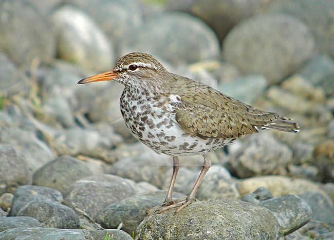 Adulte Amerikaanse Oeverloper, Spotted Sandpiper adult stock-image by Agami/Pete Morris,