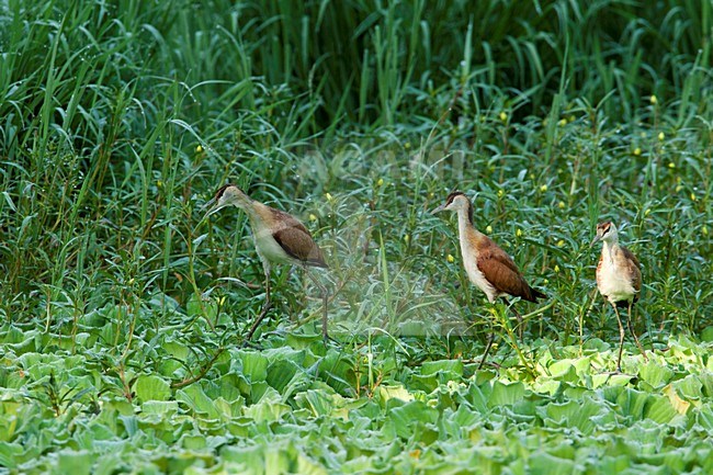 Drie juveniele Lelie-lopers lopend over watersla, Three juvenile African Jacanas walking on Pistia stock-image by Agami/Wil Leurs,
