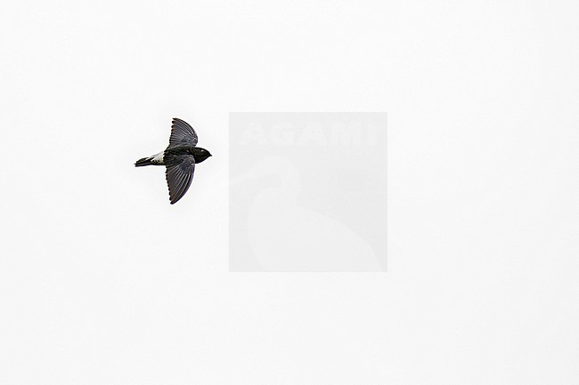 Flying Sao Tome Spinetail, Zoonavena thomensis. An endemic to São Tomé and Príncipe islands. stock-image by Agami/Pete Morris,