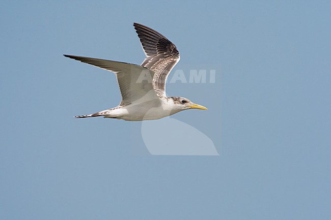 Grote Kuifstern in vlucht; Swift Tern in flight stock-image by Agami/Daniele Occhiato,