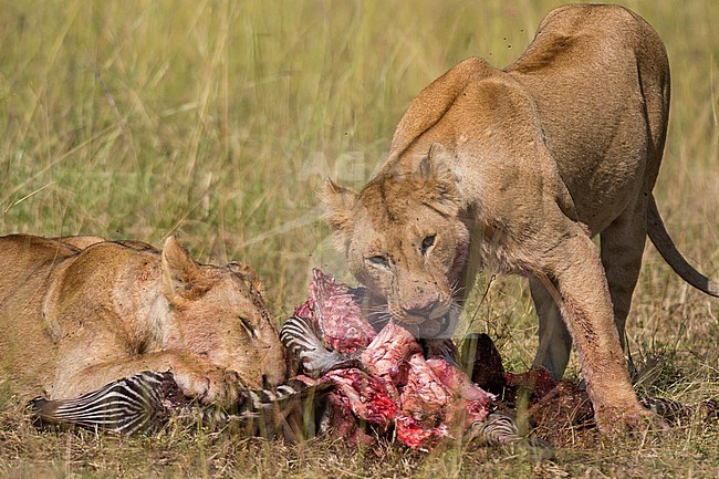 Lionesses, Panthera leo, feeding on a Plains zebra, Equus quagga. Masai Mara National Reserve, Kenya, Africa. stock-image by Agami/Sergio Pitamitz,