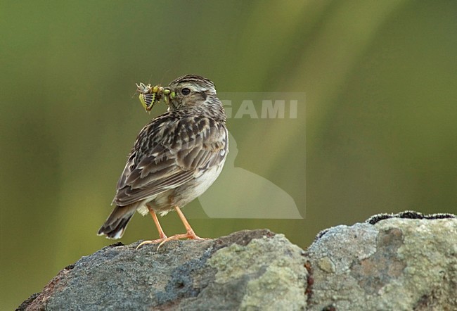 Wood Lark adult carrying food; Boomleeuwerik volwassen met voedsel in zijn bek stock-image by Agami/Marc Guyt,