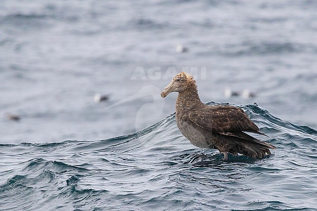 Northern Giant Petrel (Macronectes halli), immature at the sea, Western Cape, South Africa stock-image by Agami/Saverio Gatto,