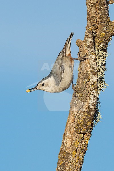 Adult male
Santa Barbara Co., CA
November 2021 stock-image by Agami/Brian E Small,