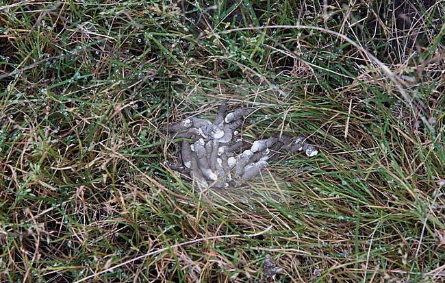 Patrijs uitwerpselen, Grey Partridge droppings stock-image by Agami/Markus Varesvuo,