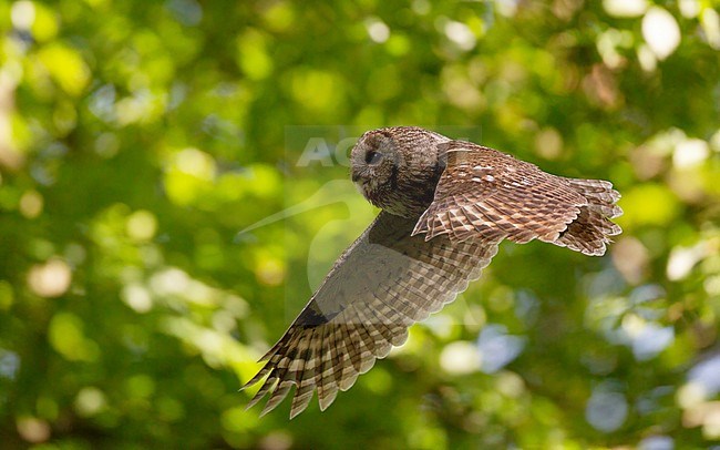 Adult Tawny Owl (Strix aluco) in flight in the green forest at daytime at Lyngby, Denmark stock-image by Agami/Helge Sorensen,