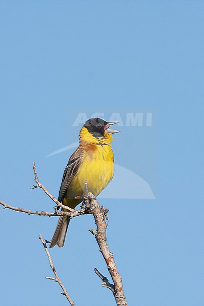 Black-headed Bunting - Kappenammer - Emberiza melanocephala, Croatia, adult male stock-image by Agami/Ralph Martin,