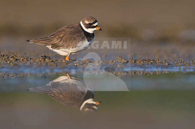 Adult Common Ringed Plover (Charadrius hiaticula) in spring in Italy. stock-image by Agami/Daniele Occhiato,