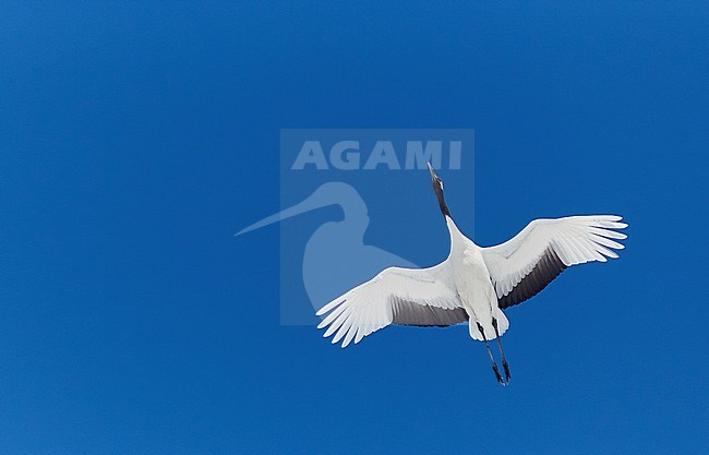 Chinese Kraanvogel vliegend, Red-crowned Crane flying stock-image by Agami/Markus Varesvuo,