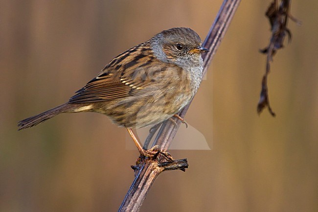 Heggemus; Dunnock stock-image by Agami/Daniele Occhiato,
