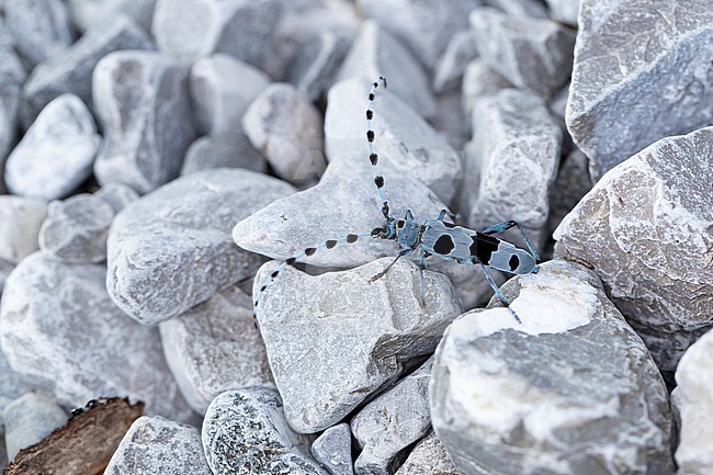 female Alpenboktor, Rosalia longicorn (Rosalia alpina) on crushed stones stock-image by Agami/Mathias Putze,