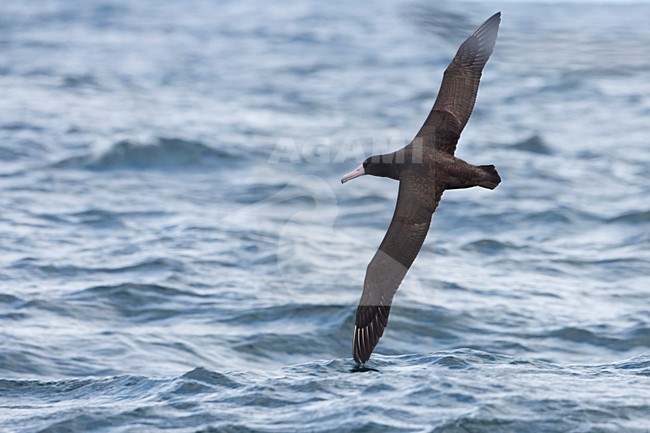 Stellers Albatros in de vlucht; Short-tailed albatross in flight stock-image by Agami/Martijn Verdoes,