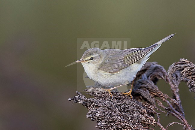 Willow Warbler - Fitis - Phylloscopus trochilus ssp. acredula, Russia (Ural) stock-image by Agami/Ralph Martin,