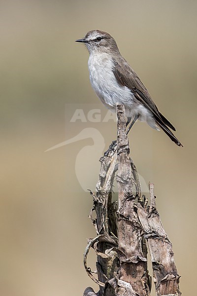 Paramo Ground-Tyrant (Muscisaxicola alpina) perched on a branch in the Andes Mountains in Ecuador. stock-image by Agami/Glenn Bartley,