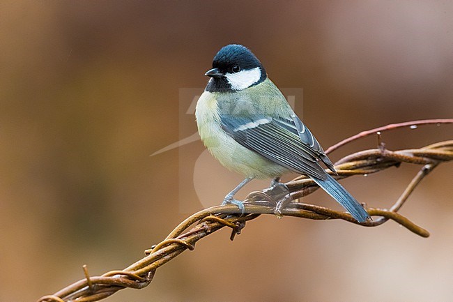 Great Tit (Parus major) in Italy. stock-image by Agami/Daniele Occhiato,