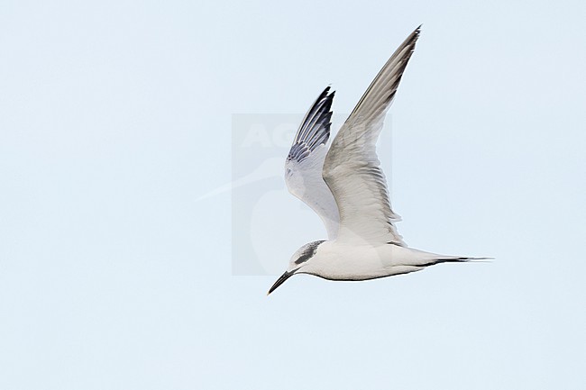  stock-image by Agami/Menno van Duijn,