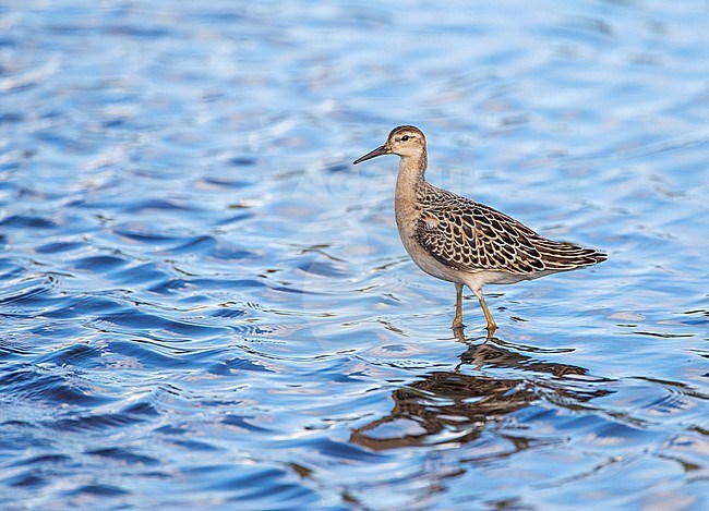 Ruff (Philomachus pugnax) during autumn migration on the Azores, Portugal. Standing in shallow water. stock-image by Agami/Marc Guyt,