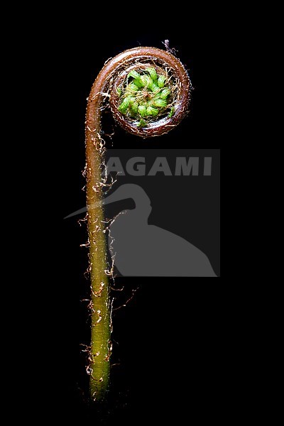 Hard-fern, Struthiopteris spicant stock-image by Agami/Wil Leurs,