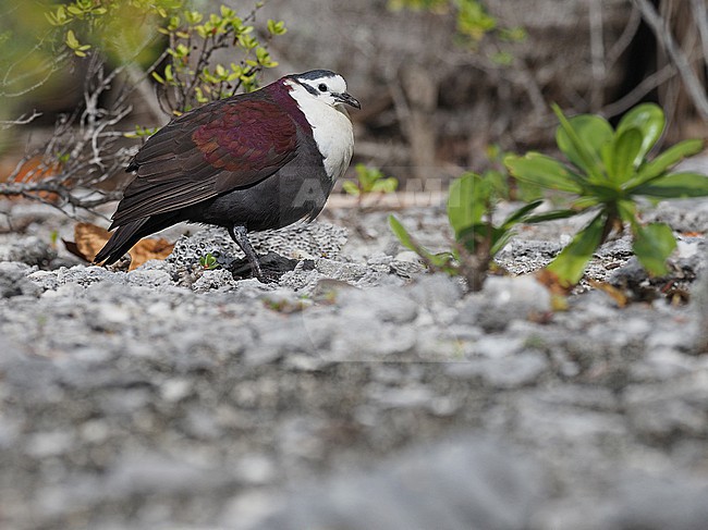 Polynesian Ground Dove (Pampusana erythroptera) walking on the ground. Endemic endangered dove species to the Tuamotus in French Polynesia. stock-image by Agami/James Eaton,